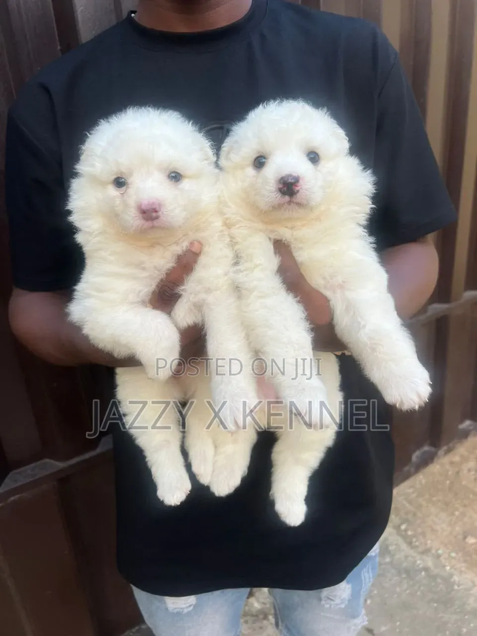 1-3 months Female Purebred American Eskimo