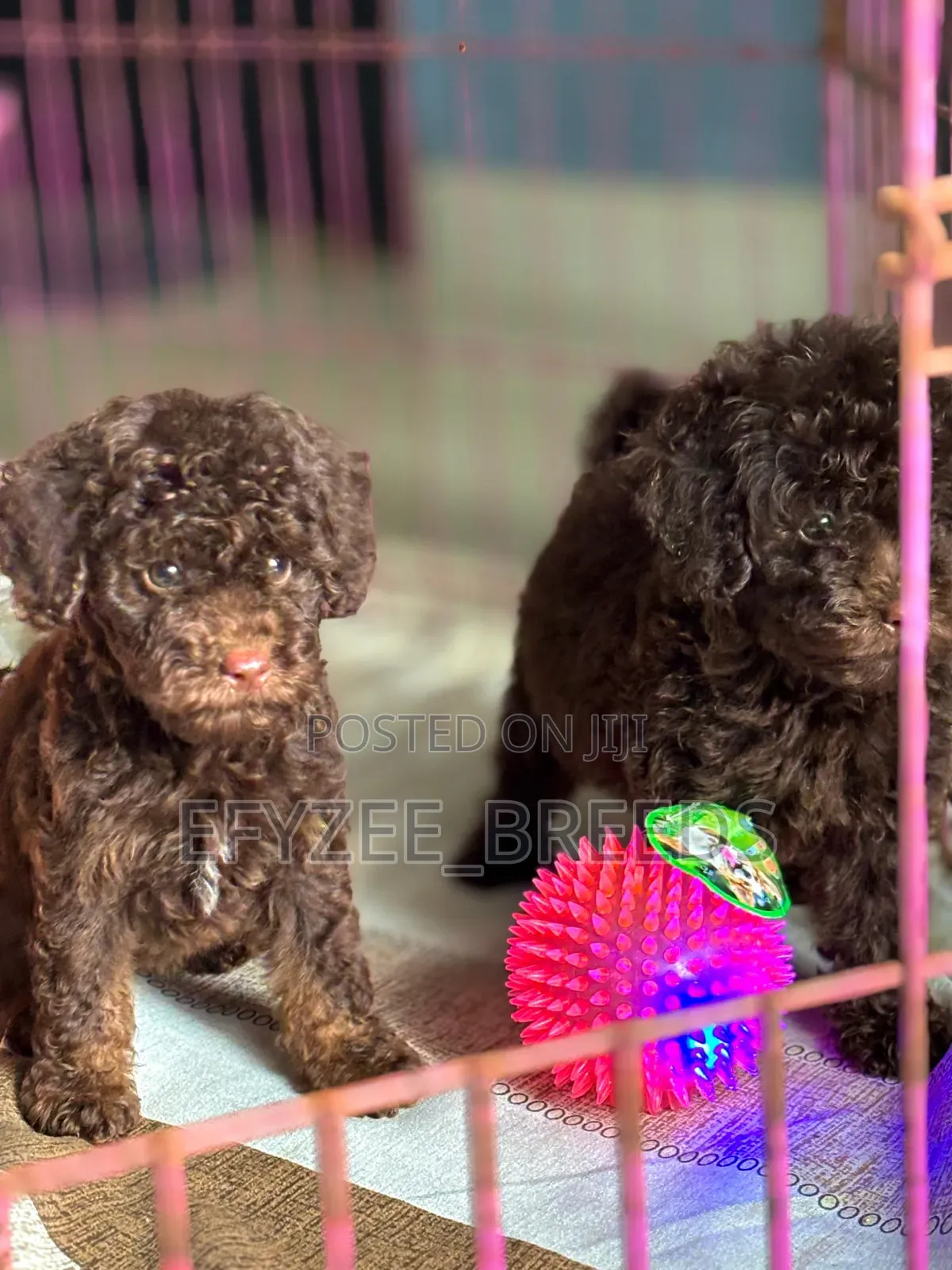 1-3 months Male Purebred Poodle