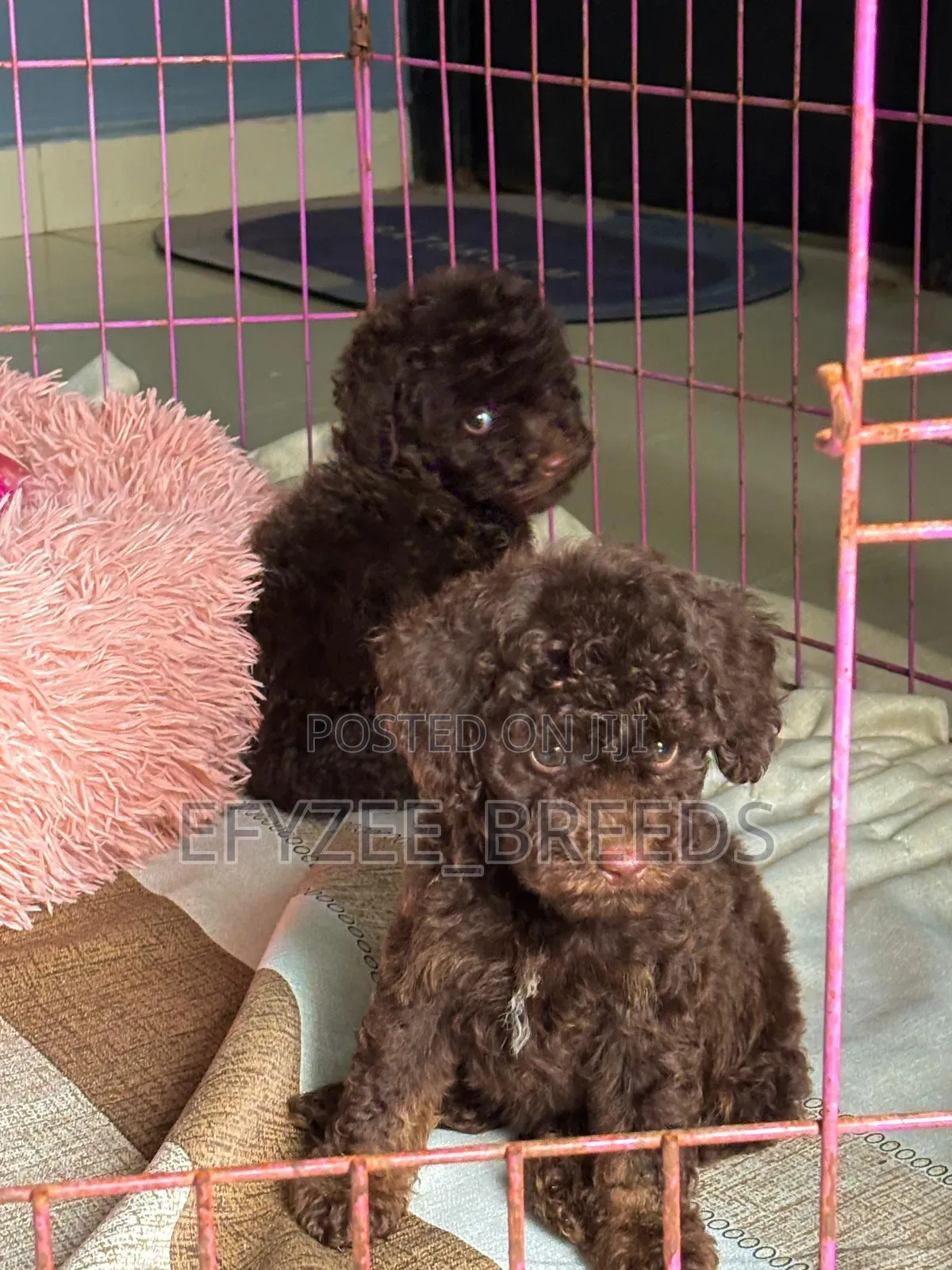 1-3 months Male Purebred Poodle