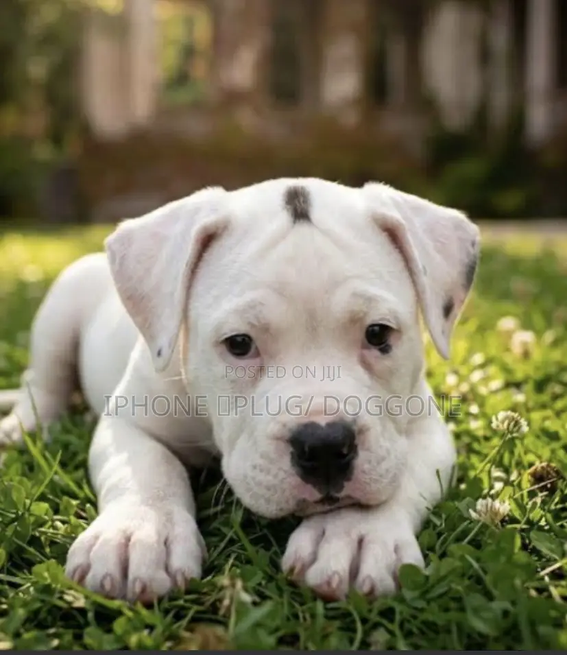 1-3 months Male Purebred Bulldog