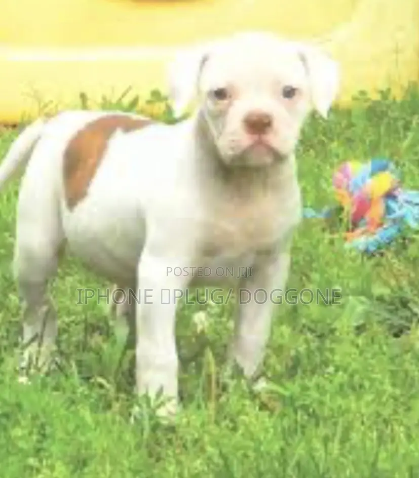 1-3 months Female Purebred American Bulldog
