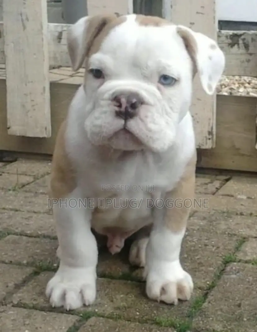 1-3 months Female Purebred American Bulldog