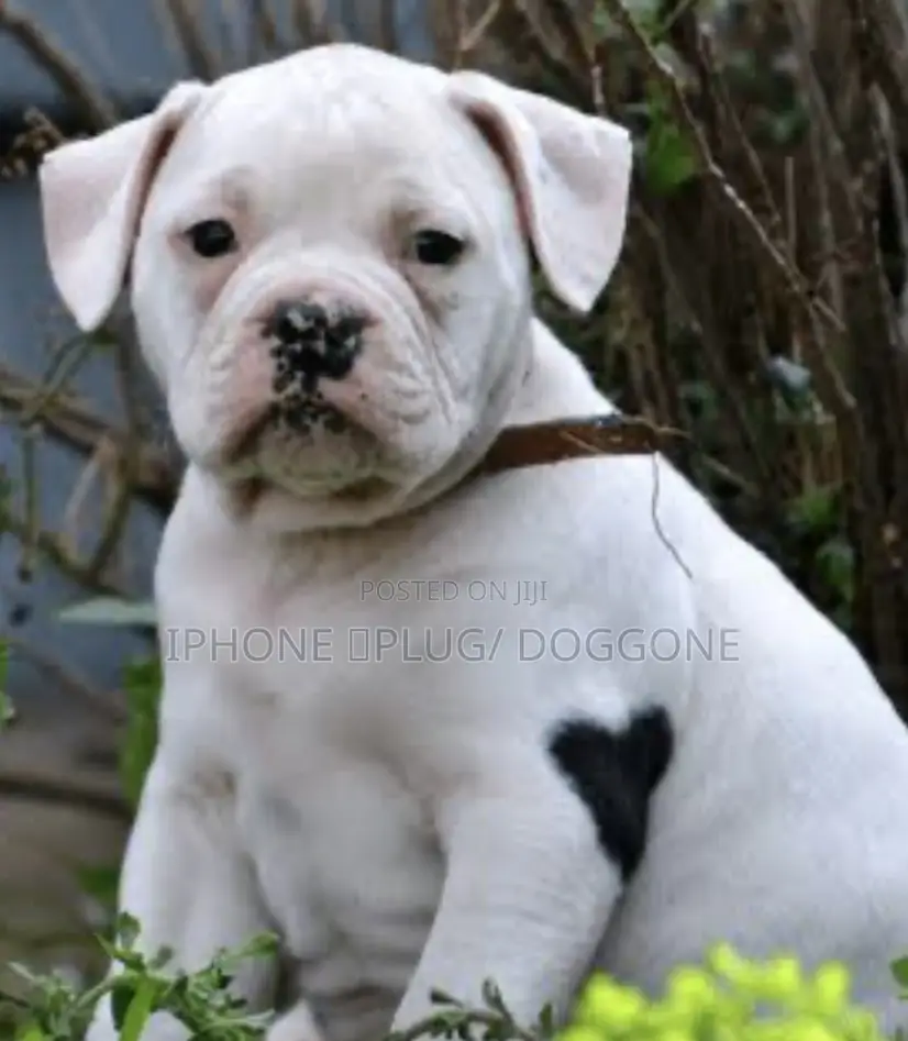 1-3 months Female Purebred American Bulldog