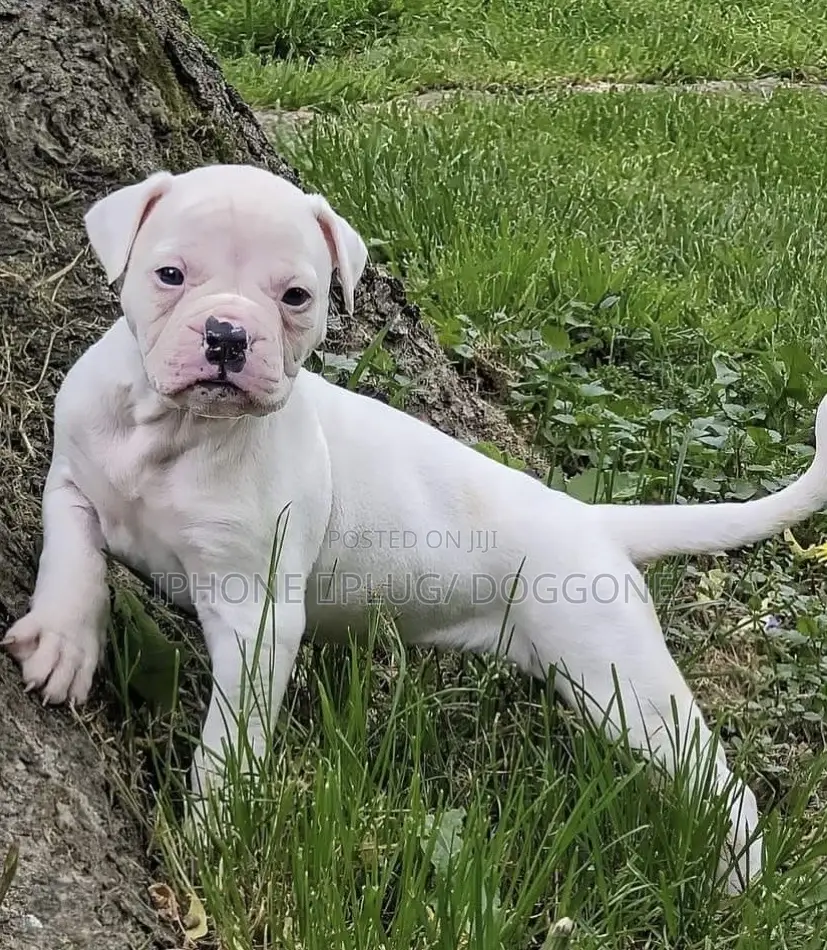1-3 months Female Purebred American Bulldog
