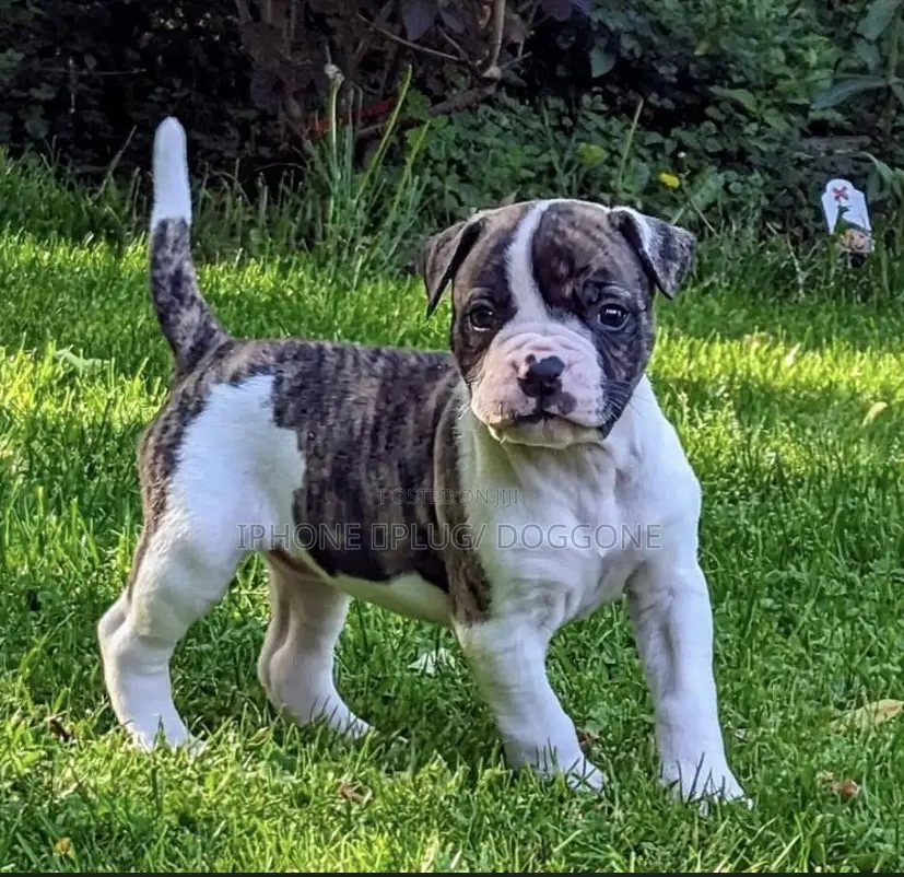 1-3 months Female Purebred American Bulldog