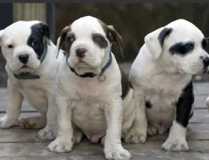 3-6 months Male Purebred American Bulldog