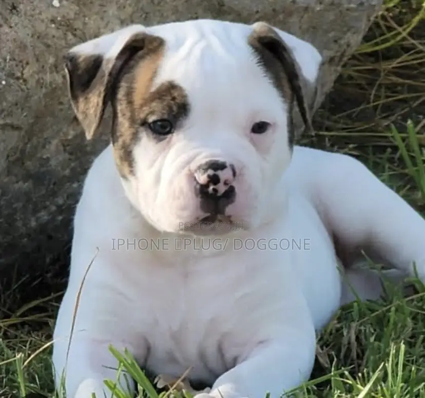3-6 months Male Purebred American Bulldog