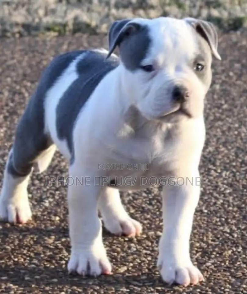 3-6 months Male Purebred American Bulldog