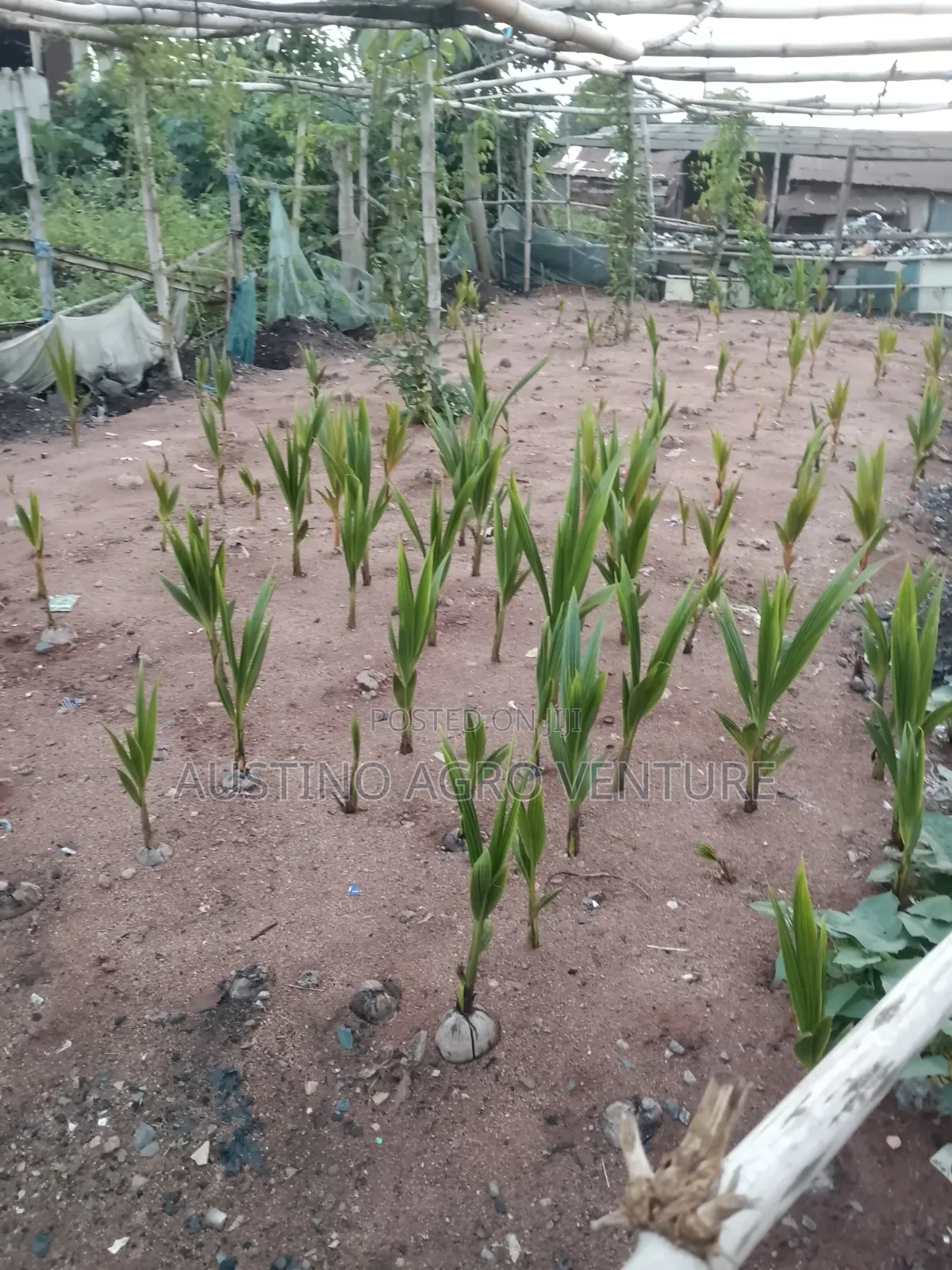 Pure Hybrid Coconut Seedlings