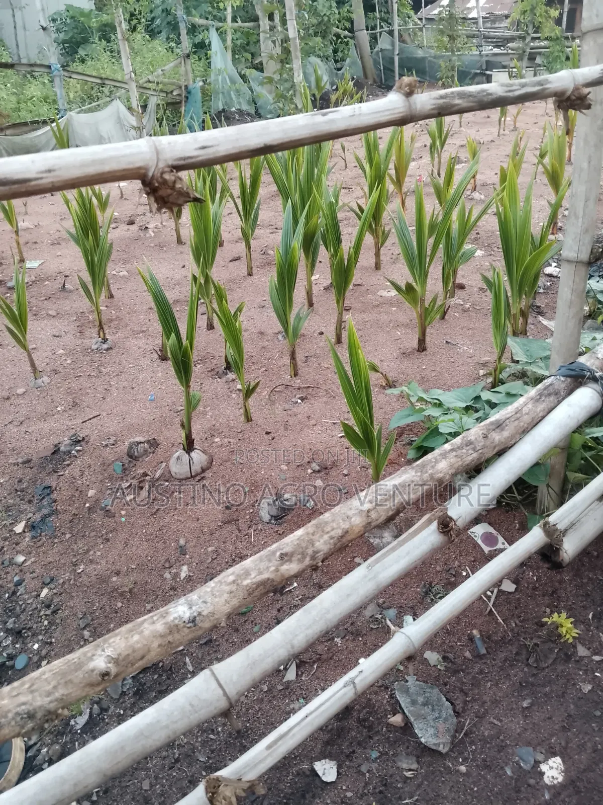 Pure Hybrid Coconut Seedlings