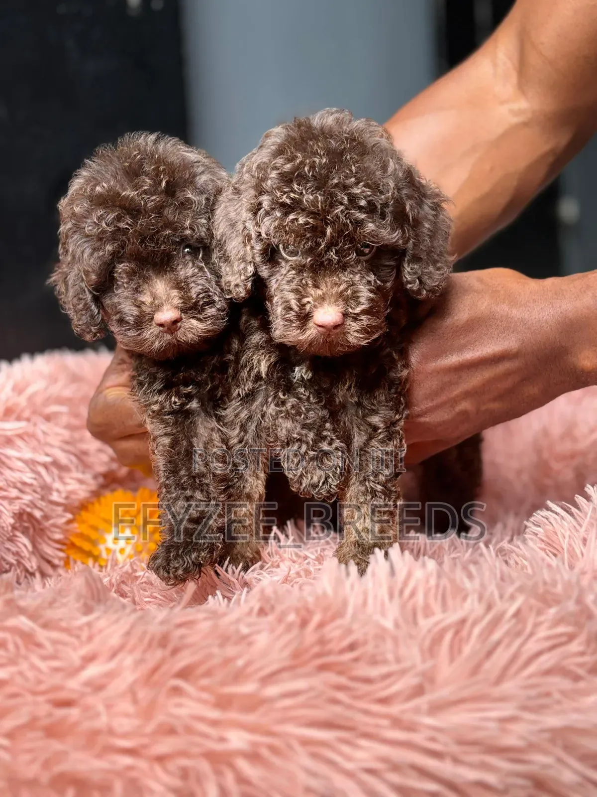 1-3 months Male Purebred Poodle