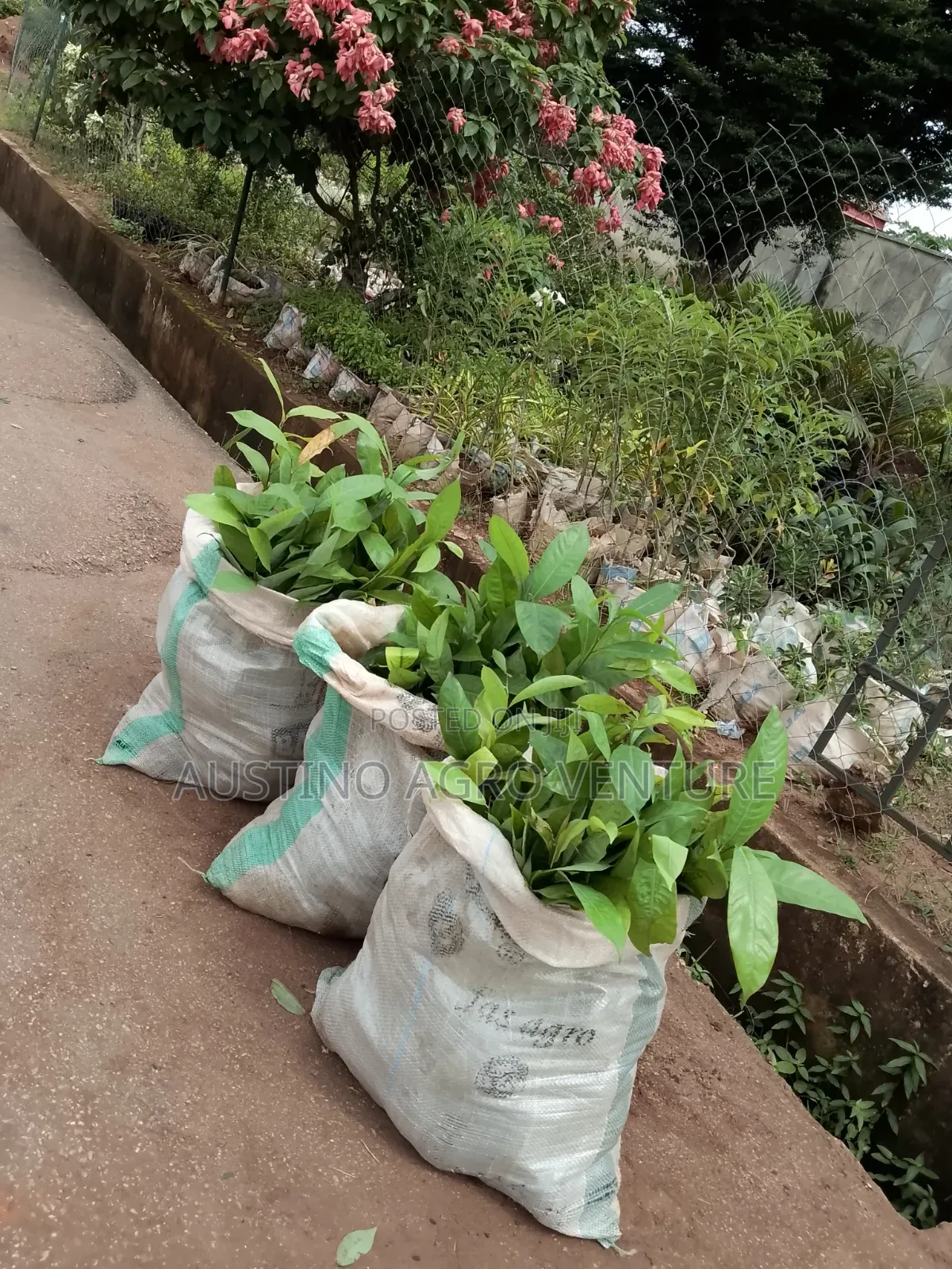 Hybrid Ogbono Seedlings