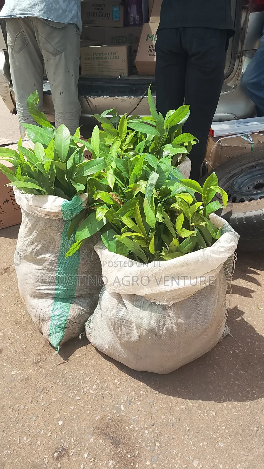 Hybrid Ogbono Seedlings