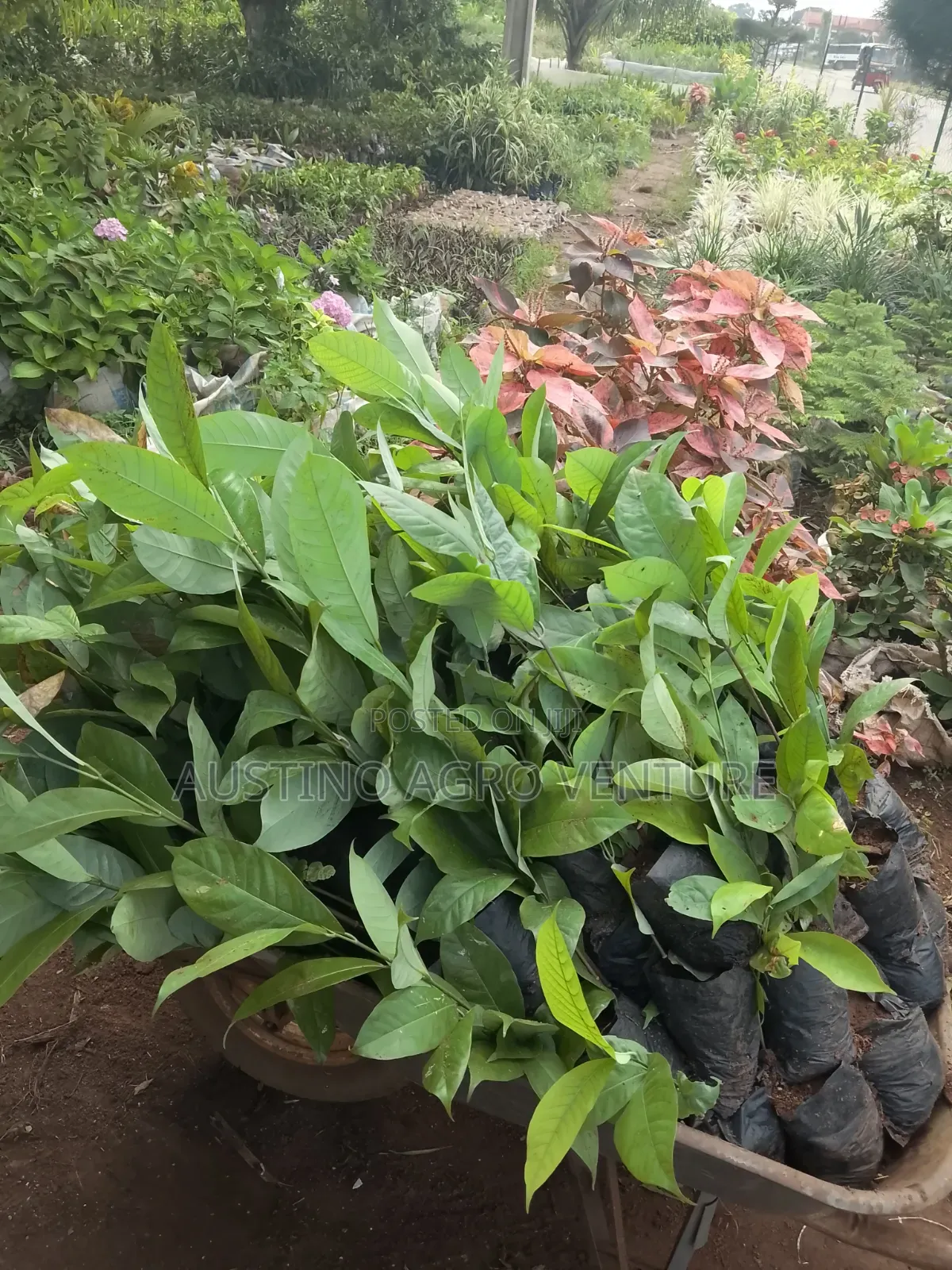 Pure Hybrid Ogbono Seedlings