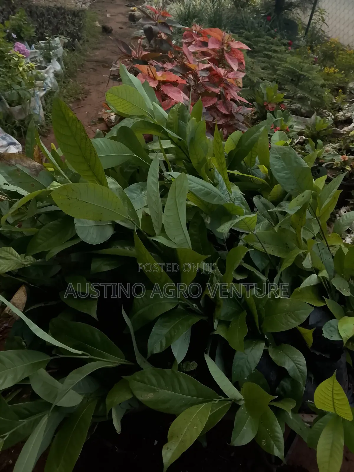 Pure Hybrid Ogbono Seedlings