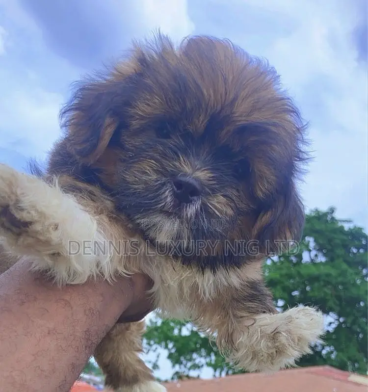 1+ year Female Purebred Lhasa Apso