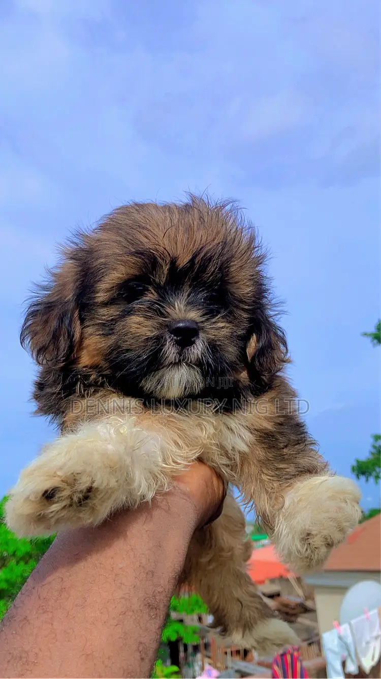 1+ year Female Purebred Lhasa Apso