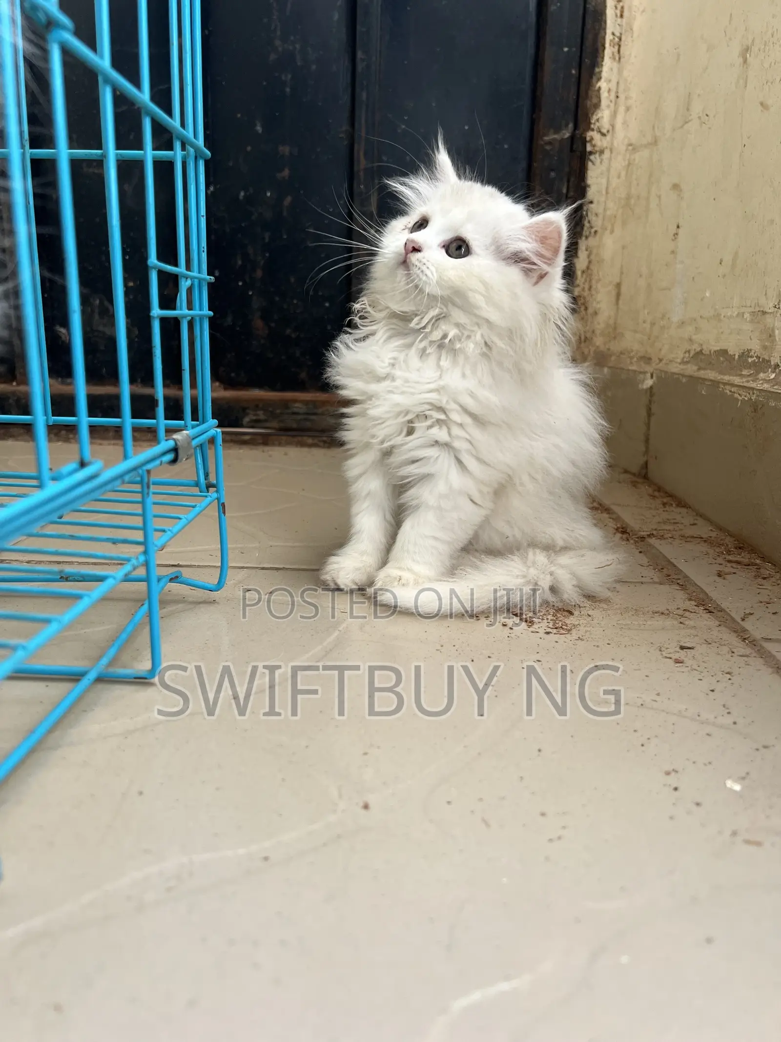 1-3 months Female Purebred Persian