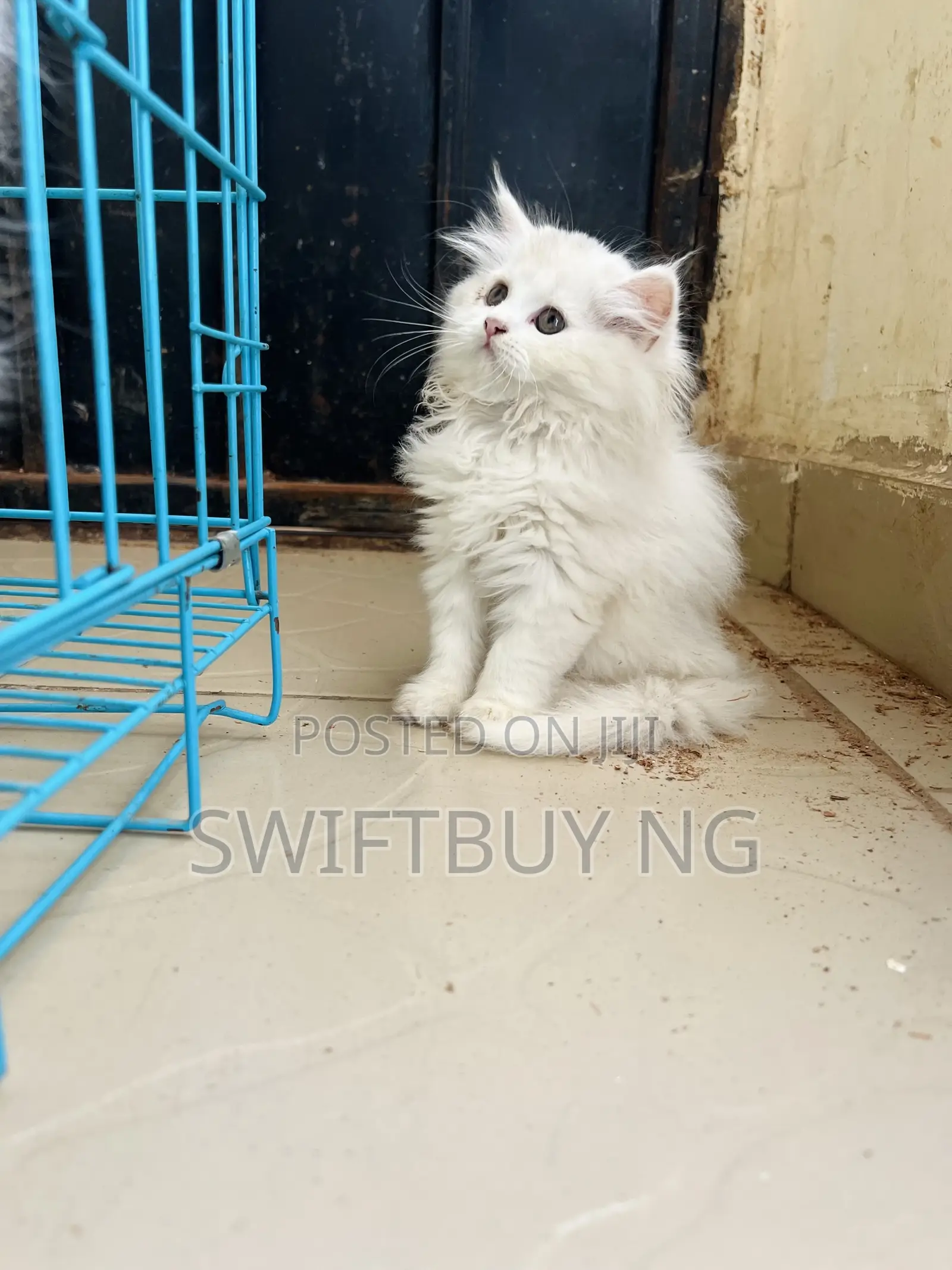 1-3 months Female Purebred Persian