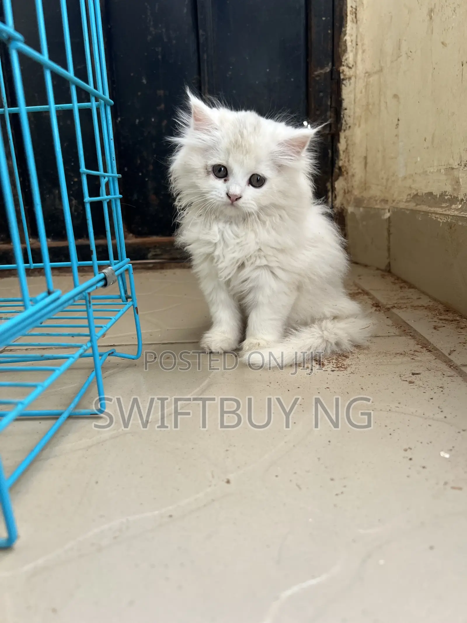 1-3 months Female Purebred Persian
