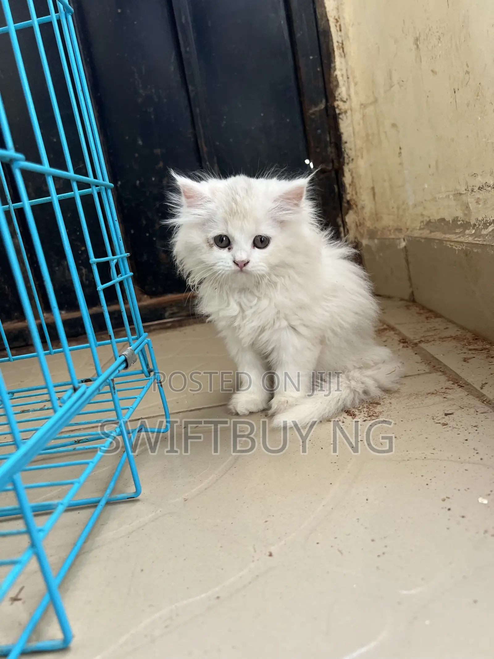 1-3 months Female Purebred Persian