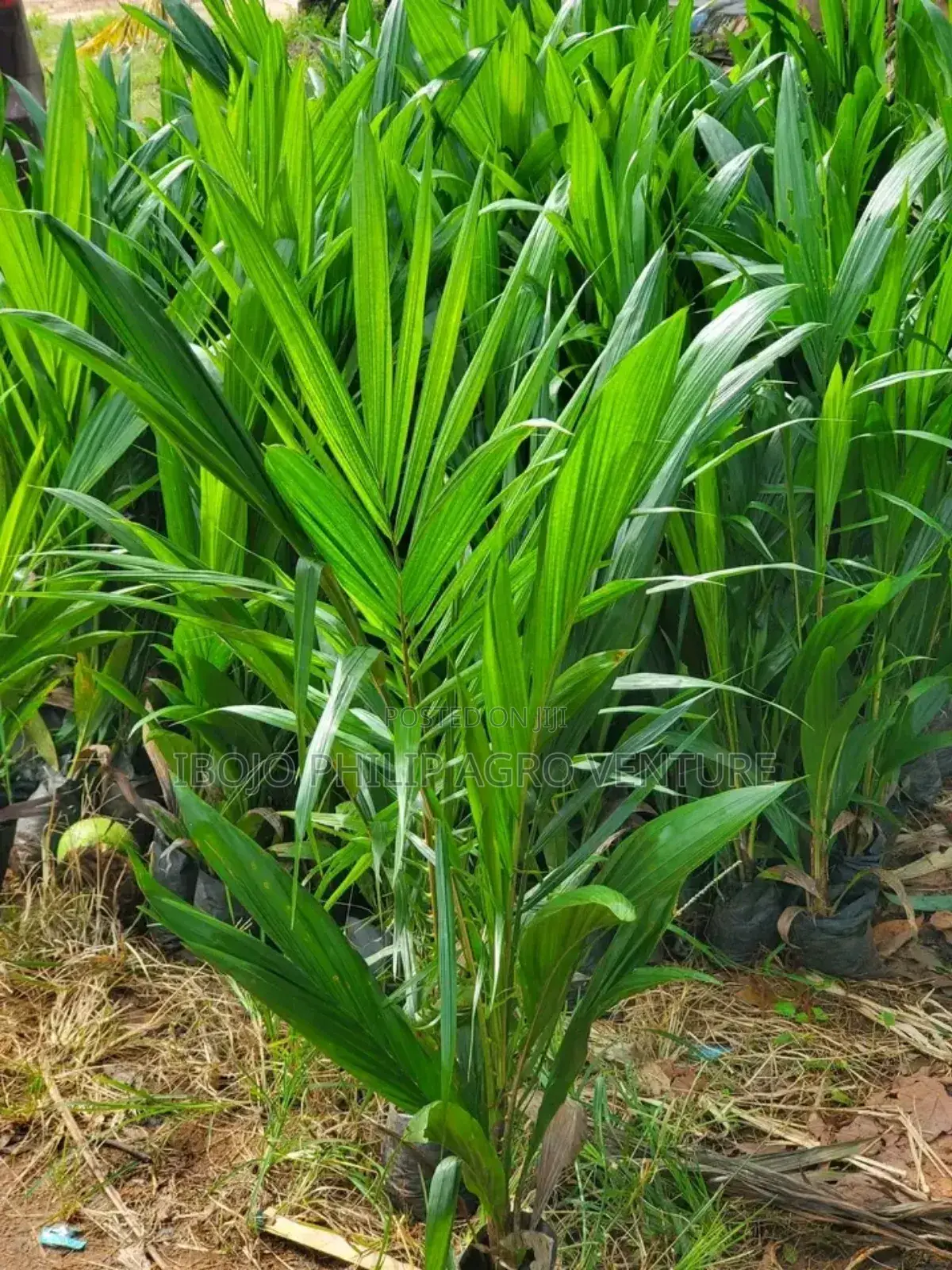 Hybrid Tenera Palm Seedlings. Malaysia Supergen Palm Seedlings
