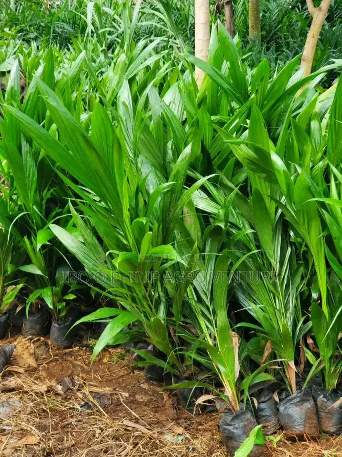 Hybrid Tenera Palm Seedlings. Malaysia Supergen Palm Seedlings