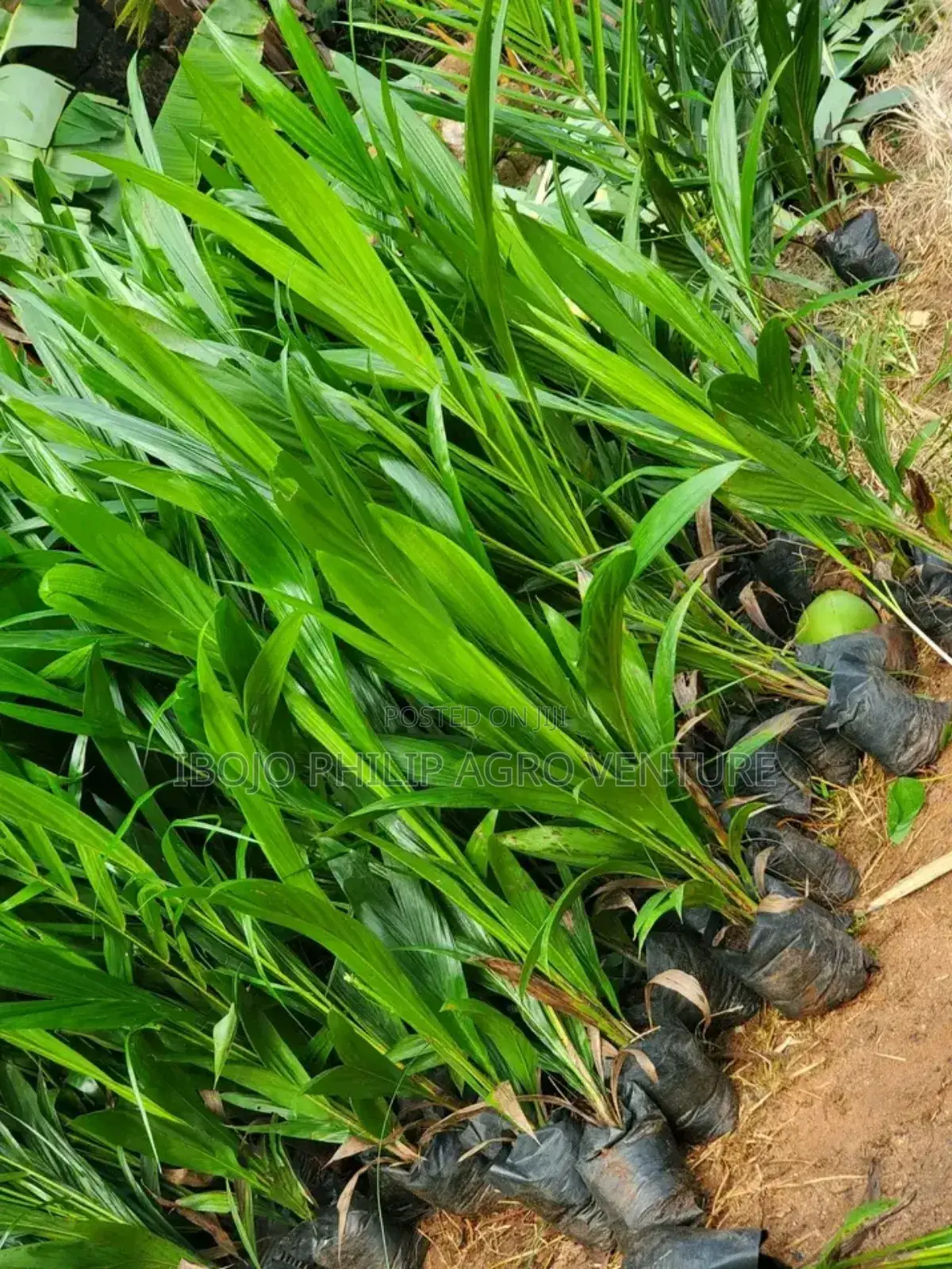 Hybrid Tenera Palm Seedlings. Malaysia Supergen Palm Seedlings