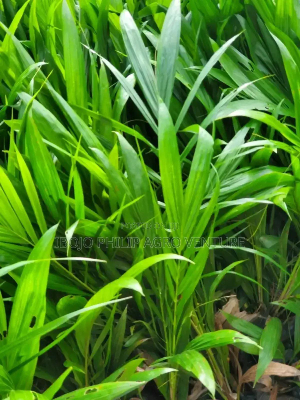 Hybrid Tenera Palm Seedlings. Malaysia Supergen Palm Seedlings