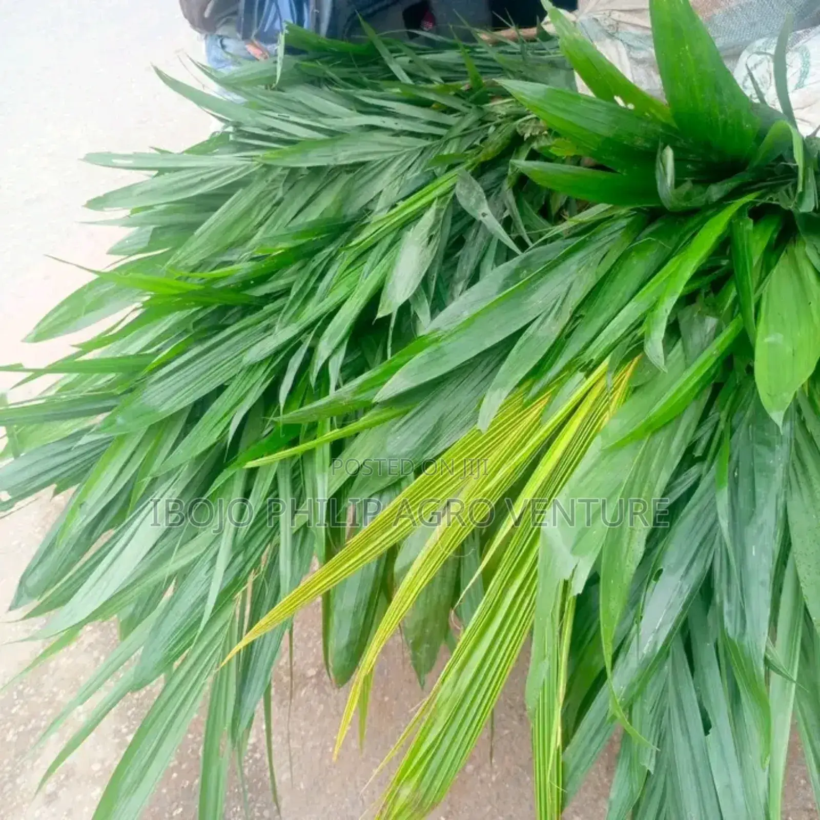 Hybrid Coconut Seedlings, Hybrid Tenera Palm Seedling