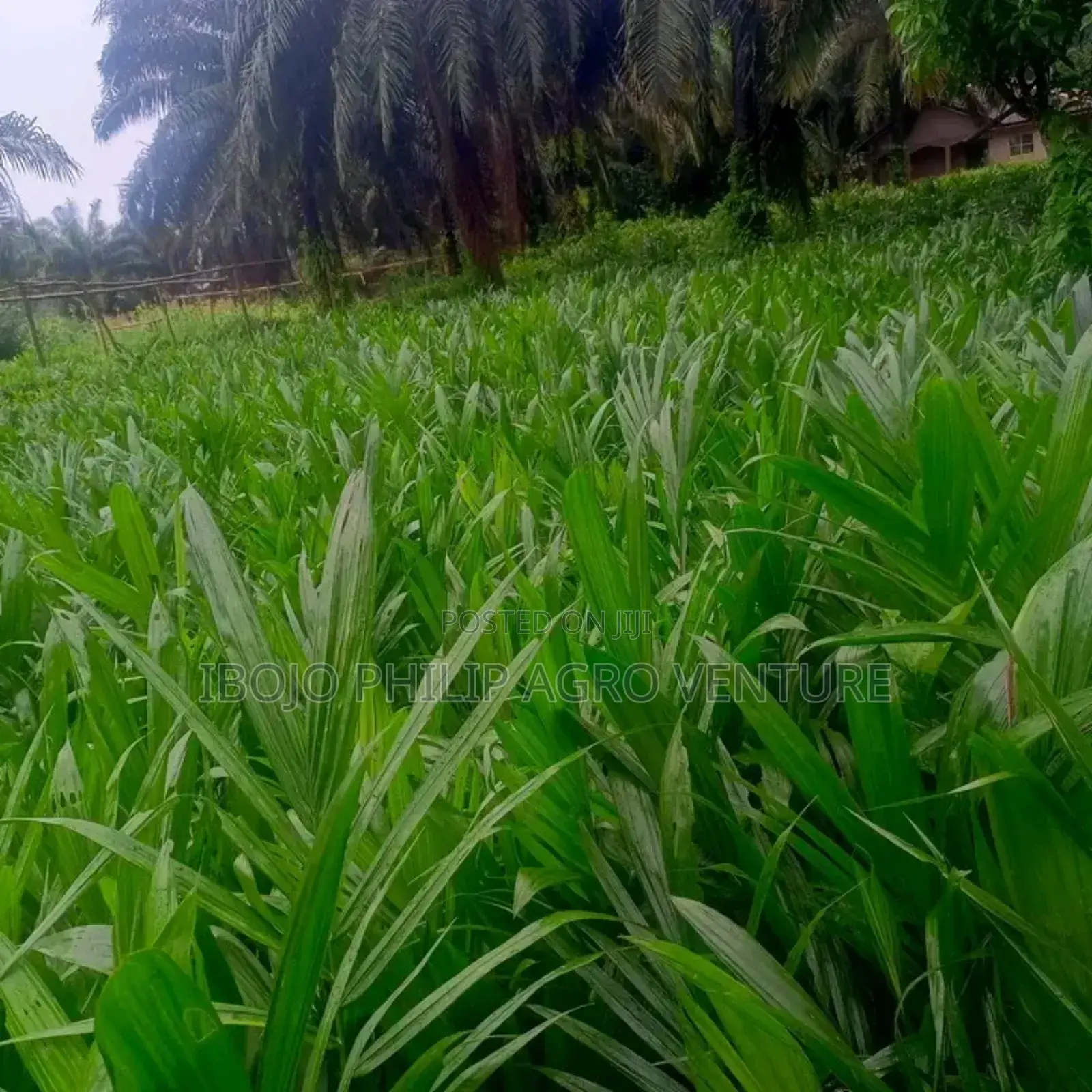 Hybrid Coconut Seedlings, Hybrid Tenera Palm Seedling