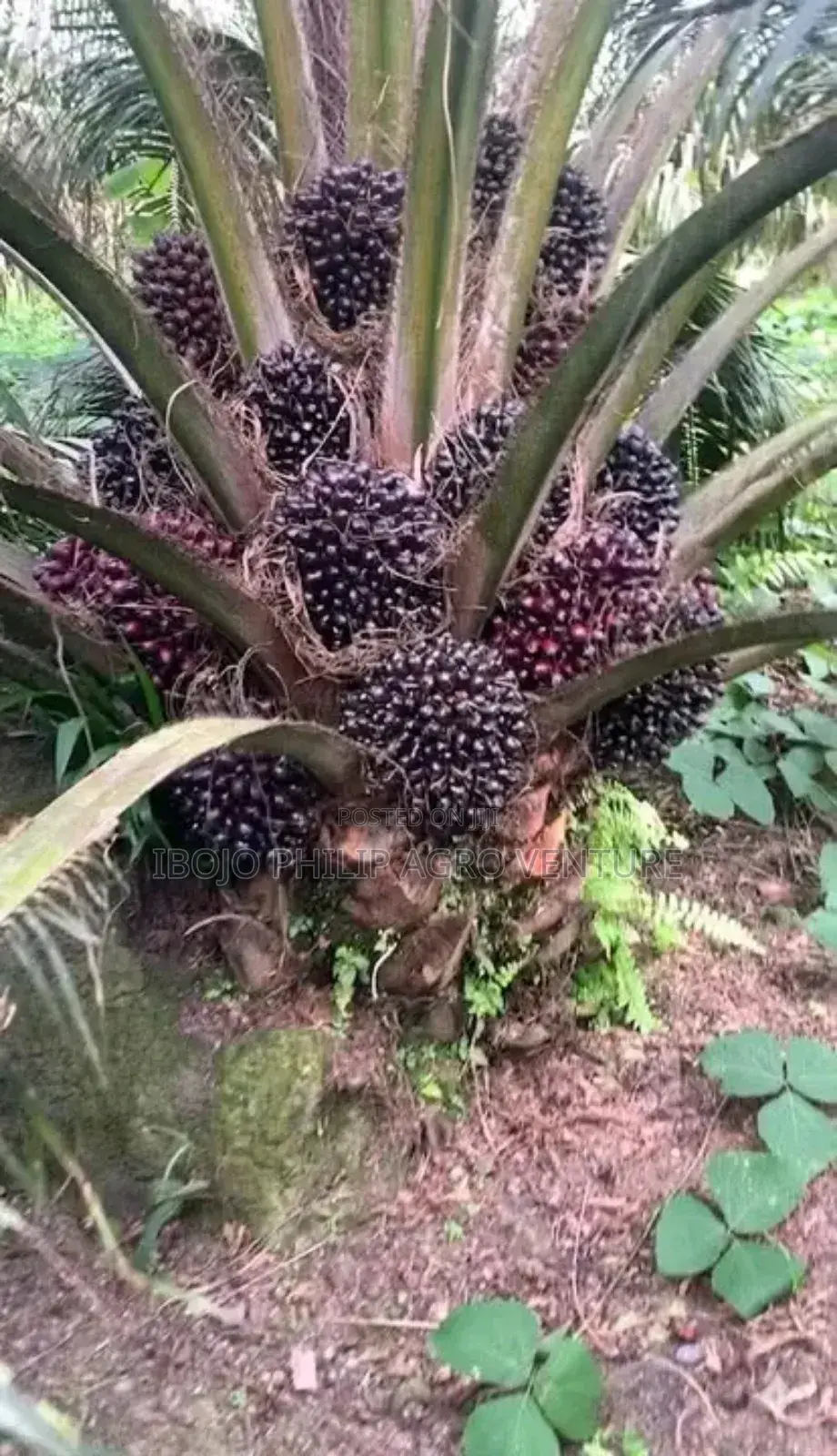 Hybrid Coconut Seedlings, Hybrid Tenera Palm Seedling