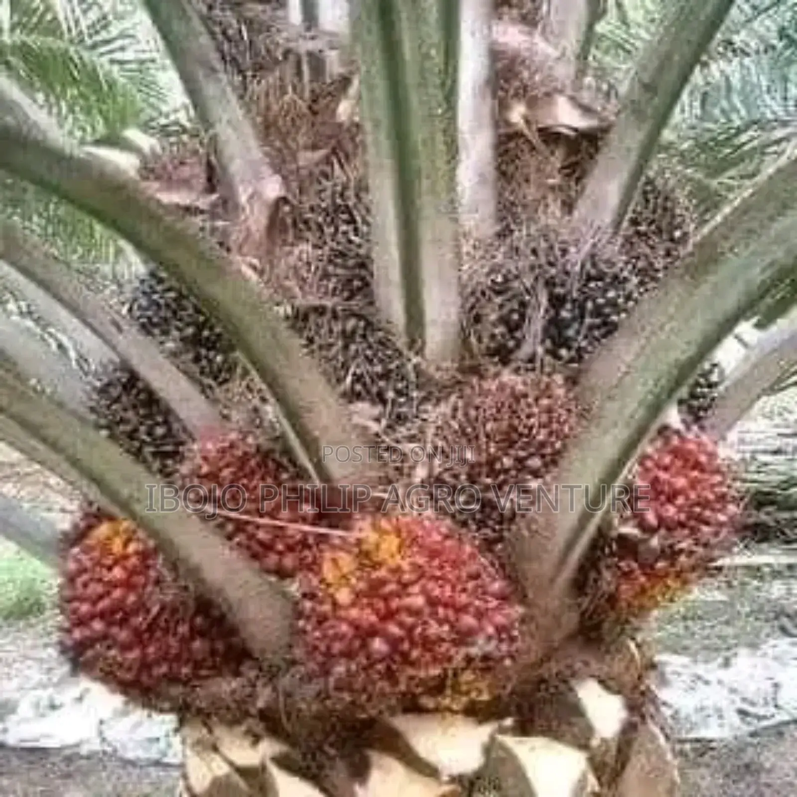Hybrid Coconut Seedlings, Hybrid Tenera Palm Seedling