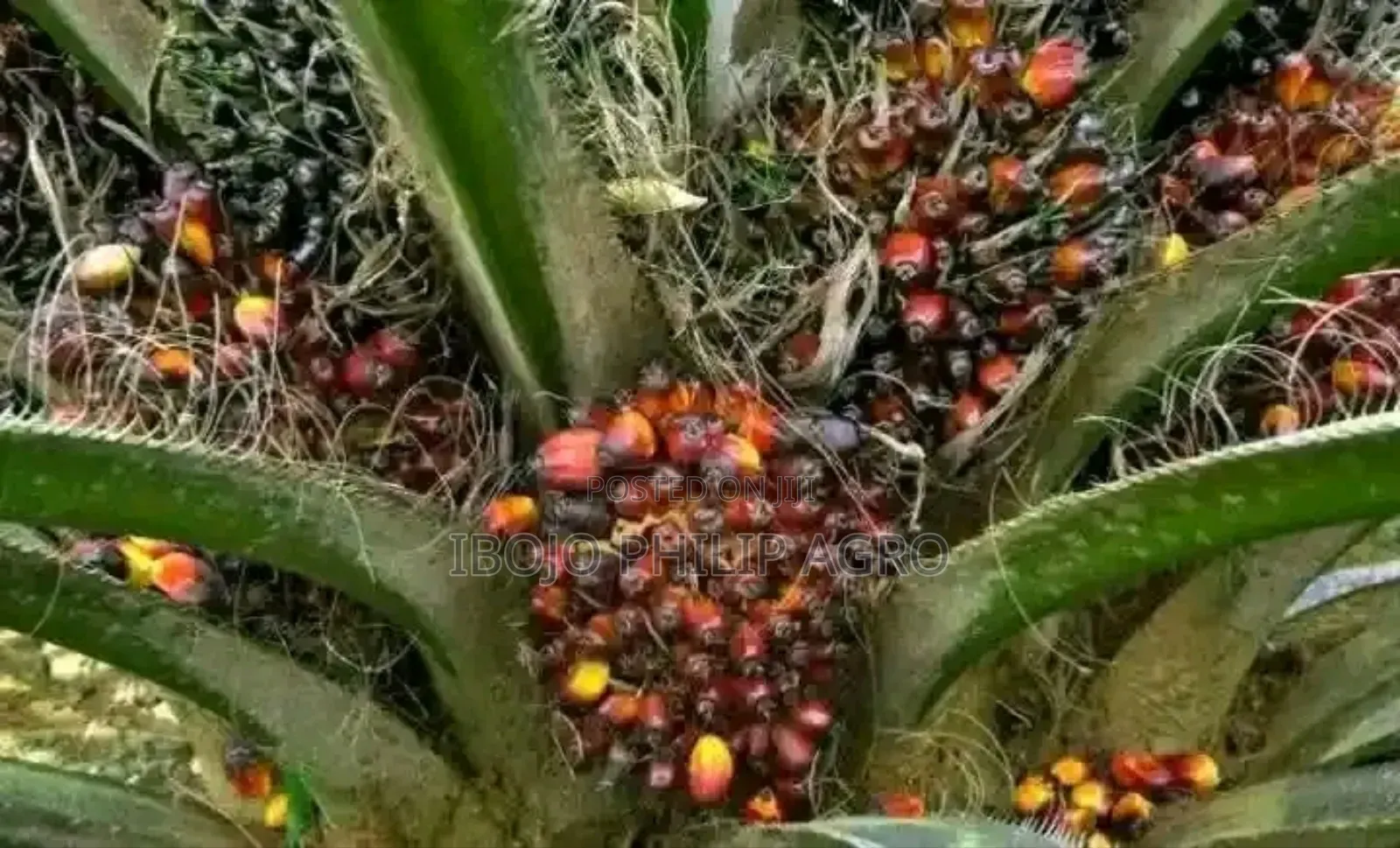 Hybrid Malaysia Supergen Palm Seedling and Sprouted Seeds