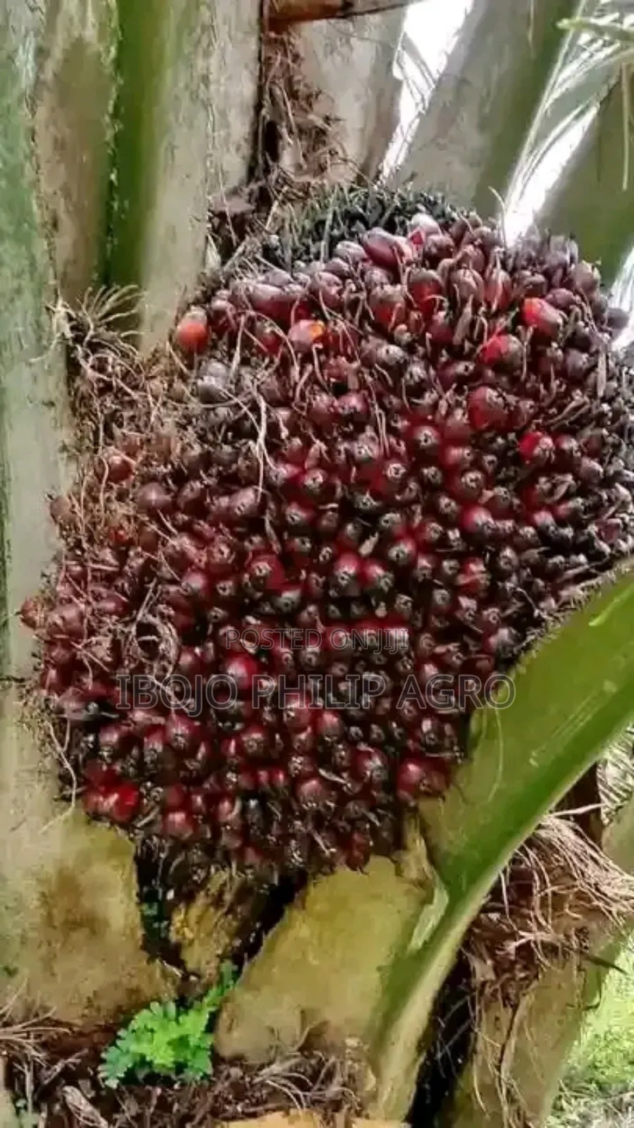 Hybrid Malaysia Supergen Palm Seedling and Sprouted Seeds