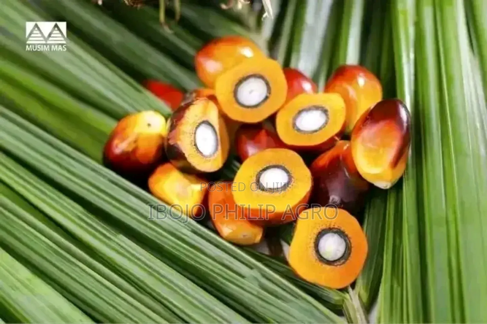 Hybrid Malaysia Supergen Palm Seedling and Sprouted Seeds