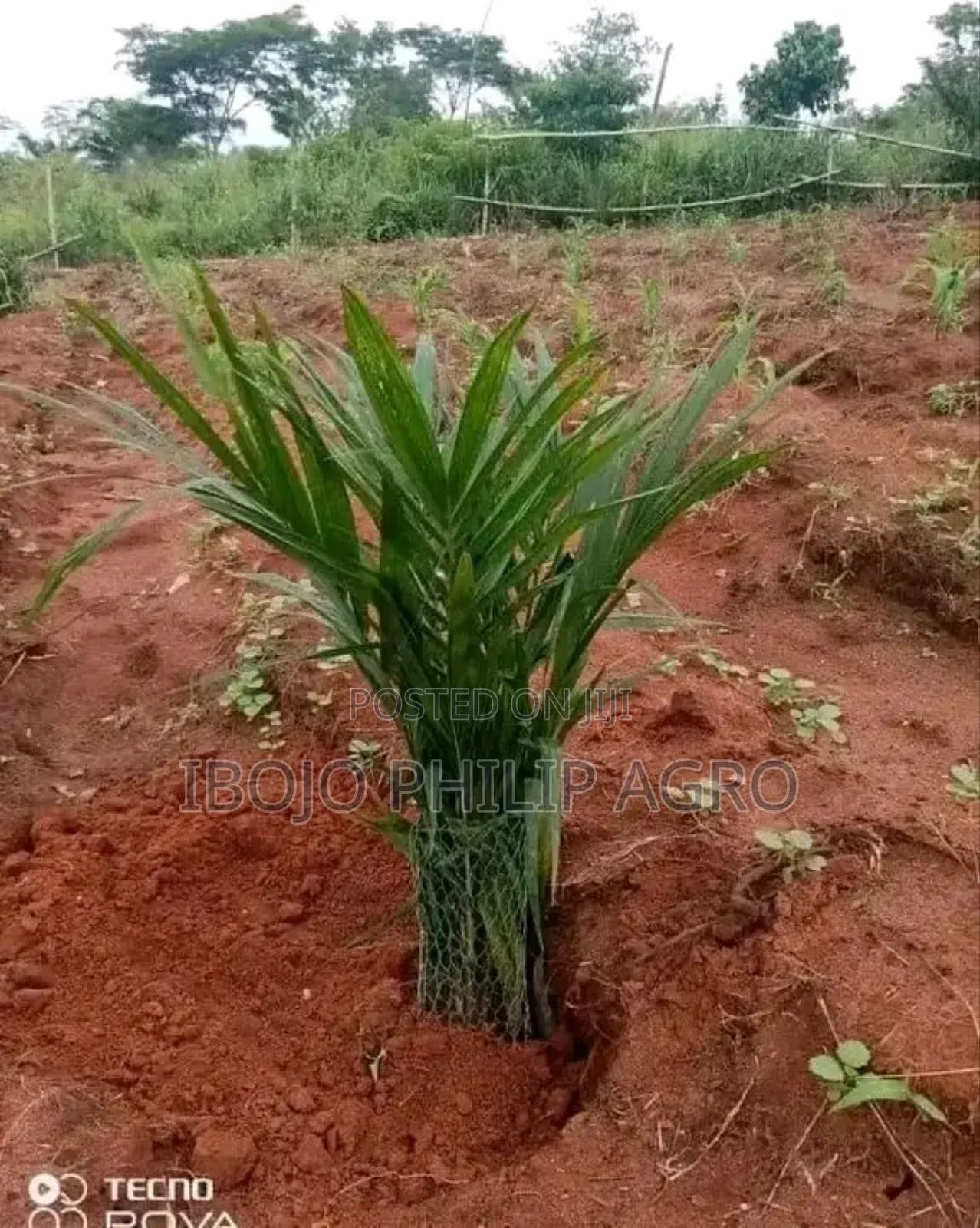 Hybrid Malaysia Supergen Palm Seedling and Sprouted Seeds