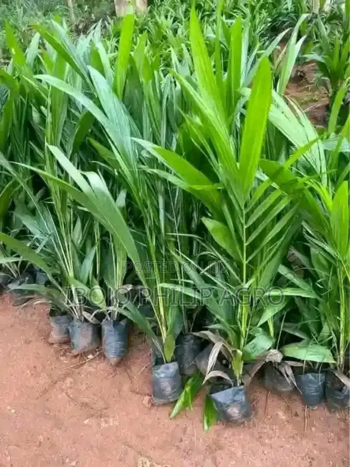 Hybrid Tenera Palm Seedlings, Sprouted Seeds