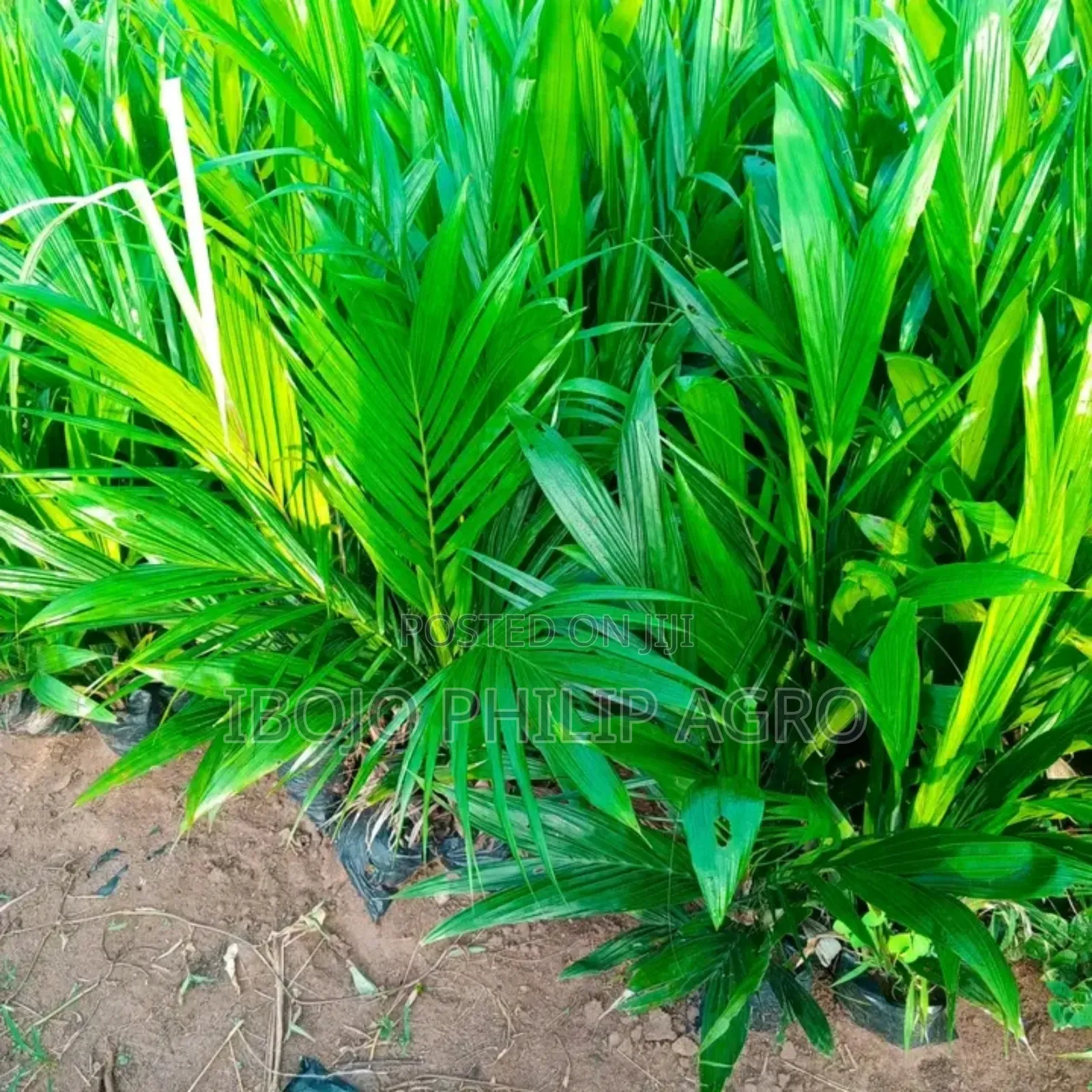 Hybrid Tenera Palm Seedlings, Sprouted Seeds