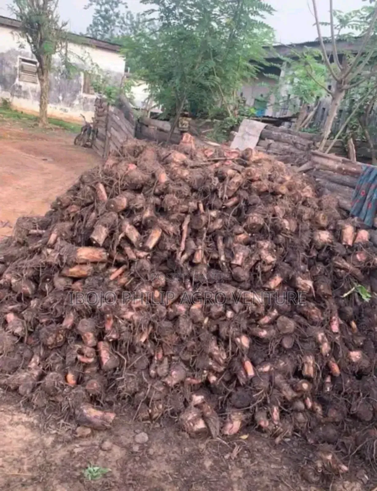 Hybrid Plantain Suckers