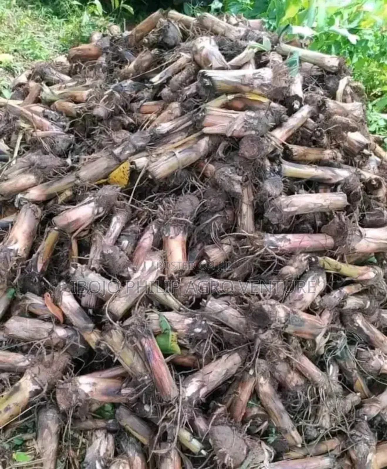 Hybrid Plantain Suckers
