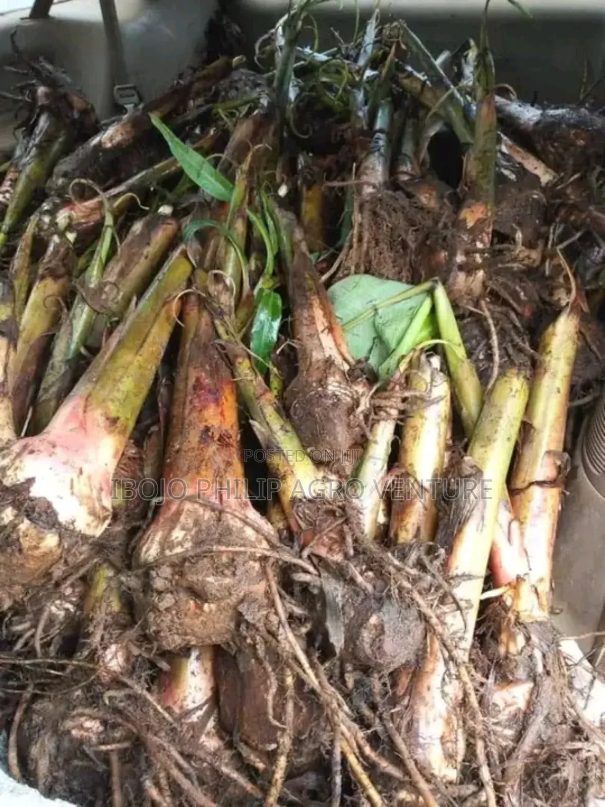 Hybrid Plantain Suckers