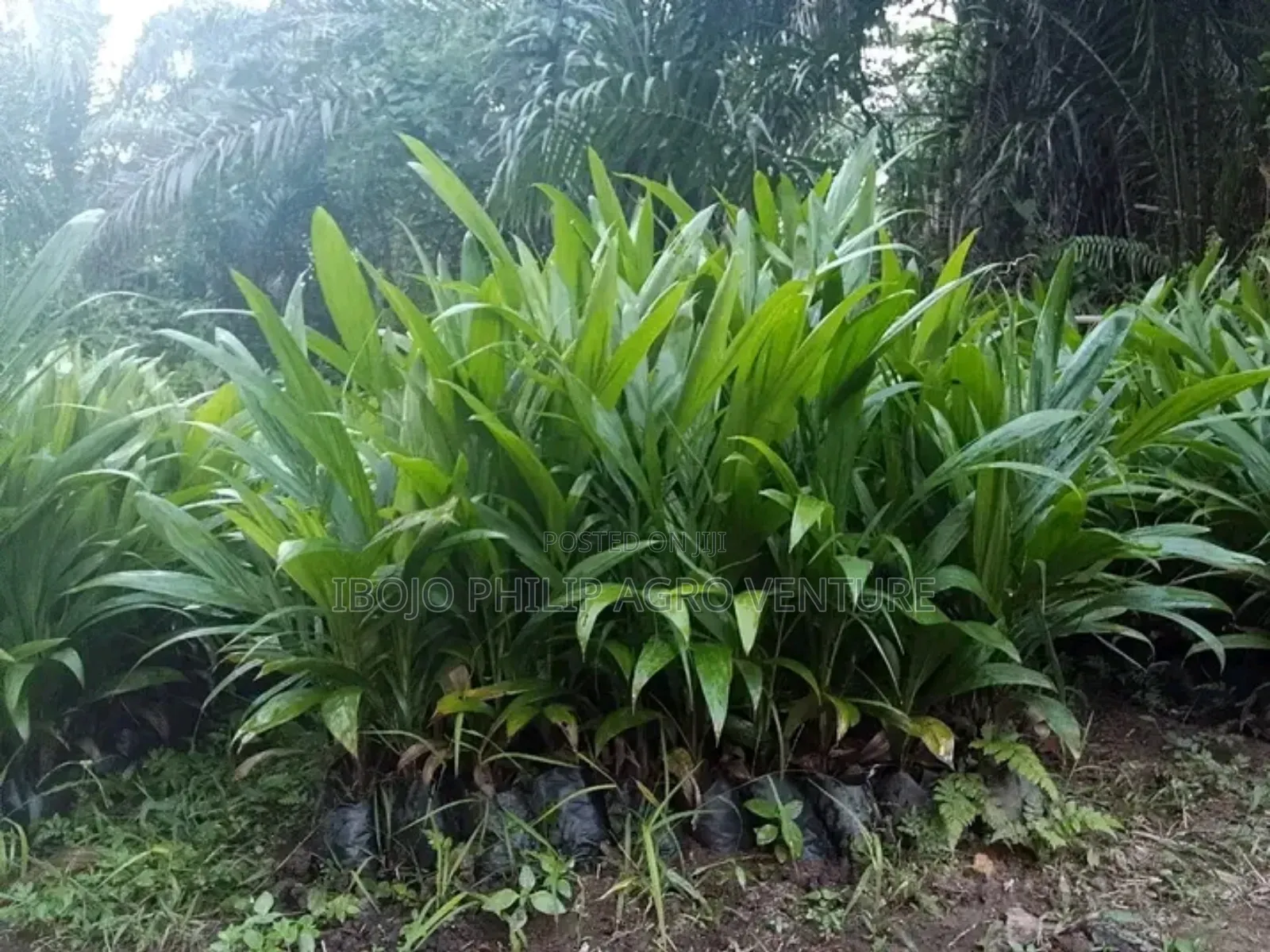 Hybrid Tenera Palm Seedlings and Tenera Sprouted Seed