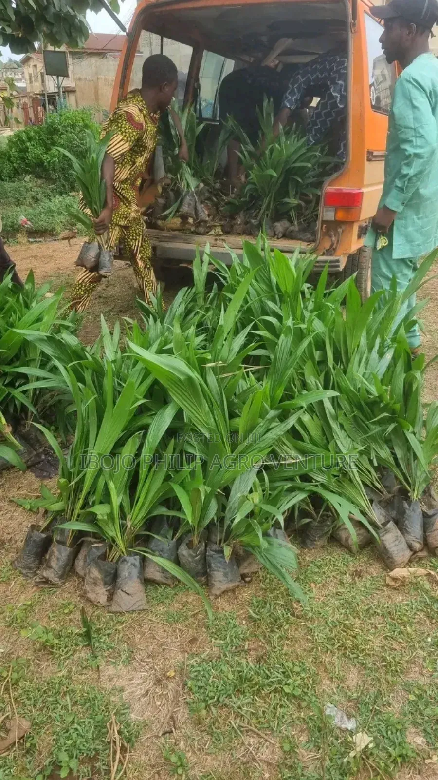 Hybrid Tenera Palm Seedlings and Tenera Sprouted Seed