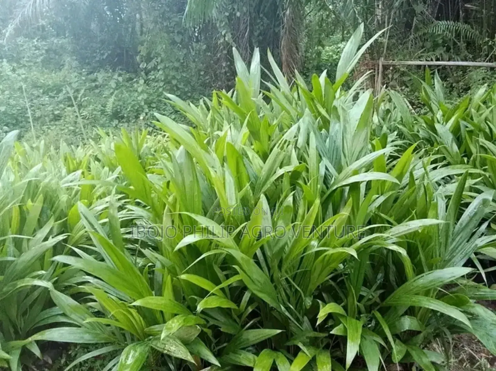 Hybrid Tenera Palm Seedlings and Tenera Sprouted Seed