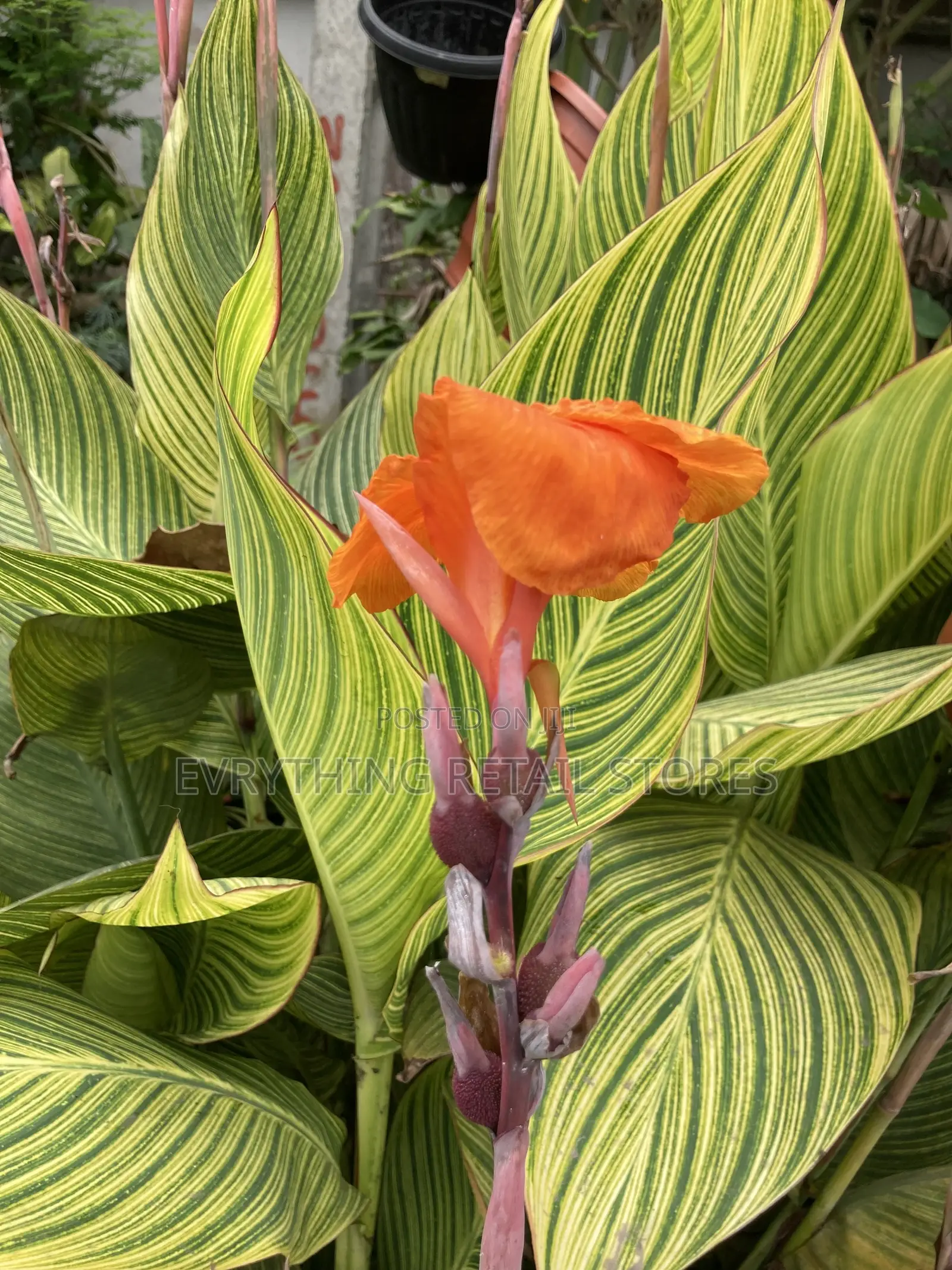 Live Variegated Canna Lily Plant | Tropical Plant in Lagos, Nigeria