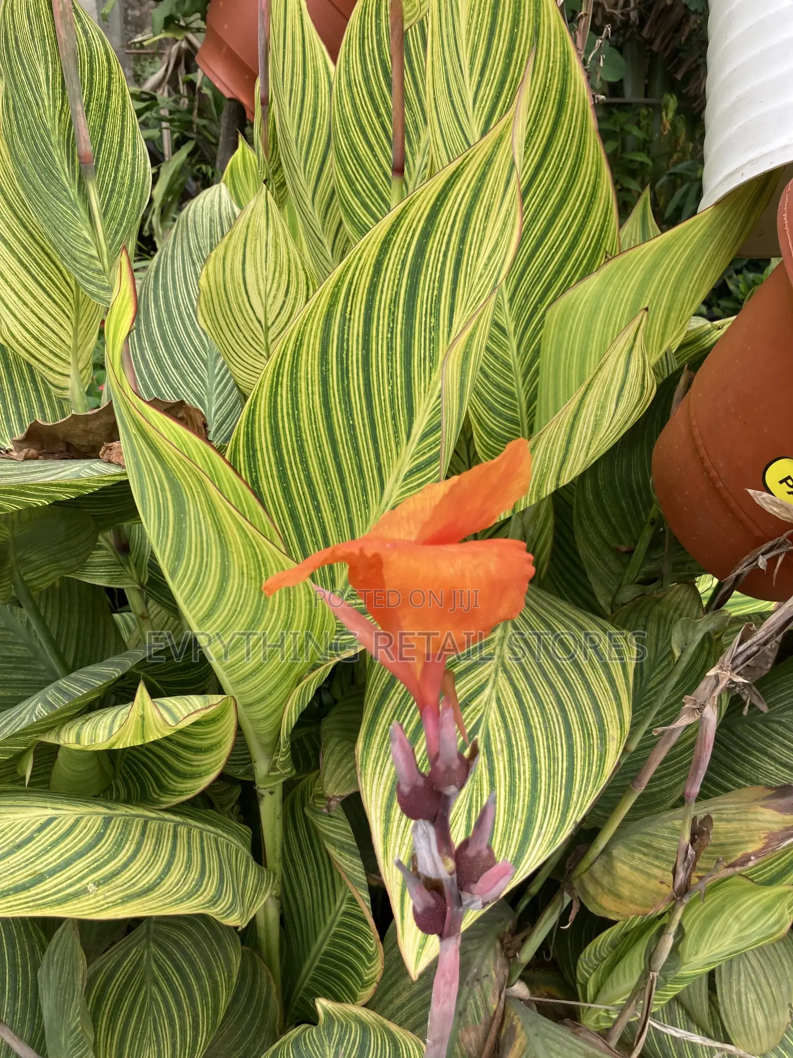 Live Variegated Canna Lily Plant | Tropical Plant in Lagos, Nigeria