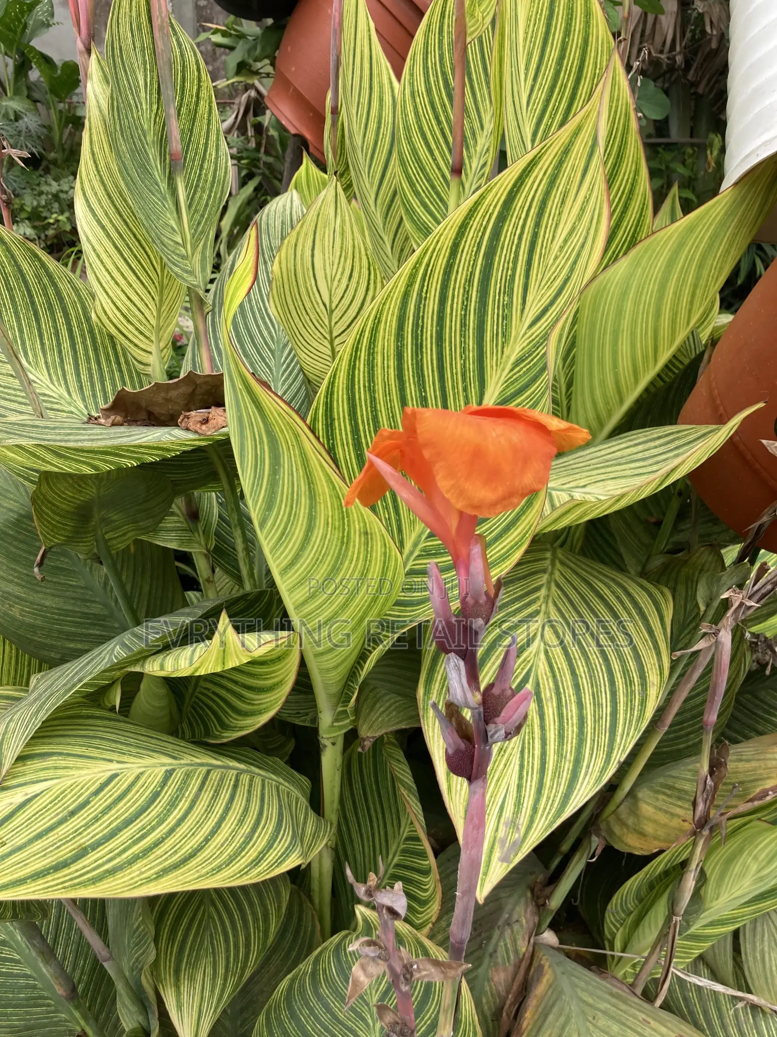 Live Variegated Canna Lily Plant | Tropical Plant in Lagos, Nigeria