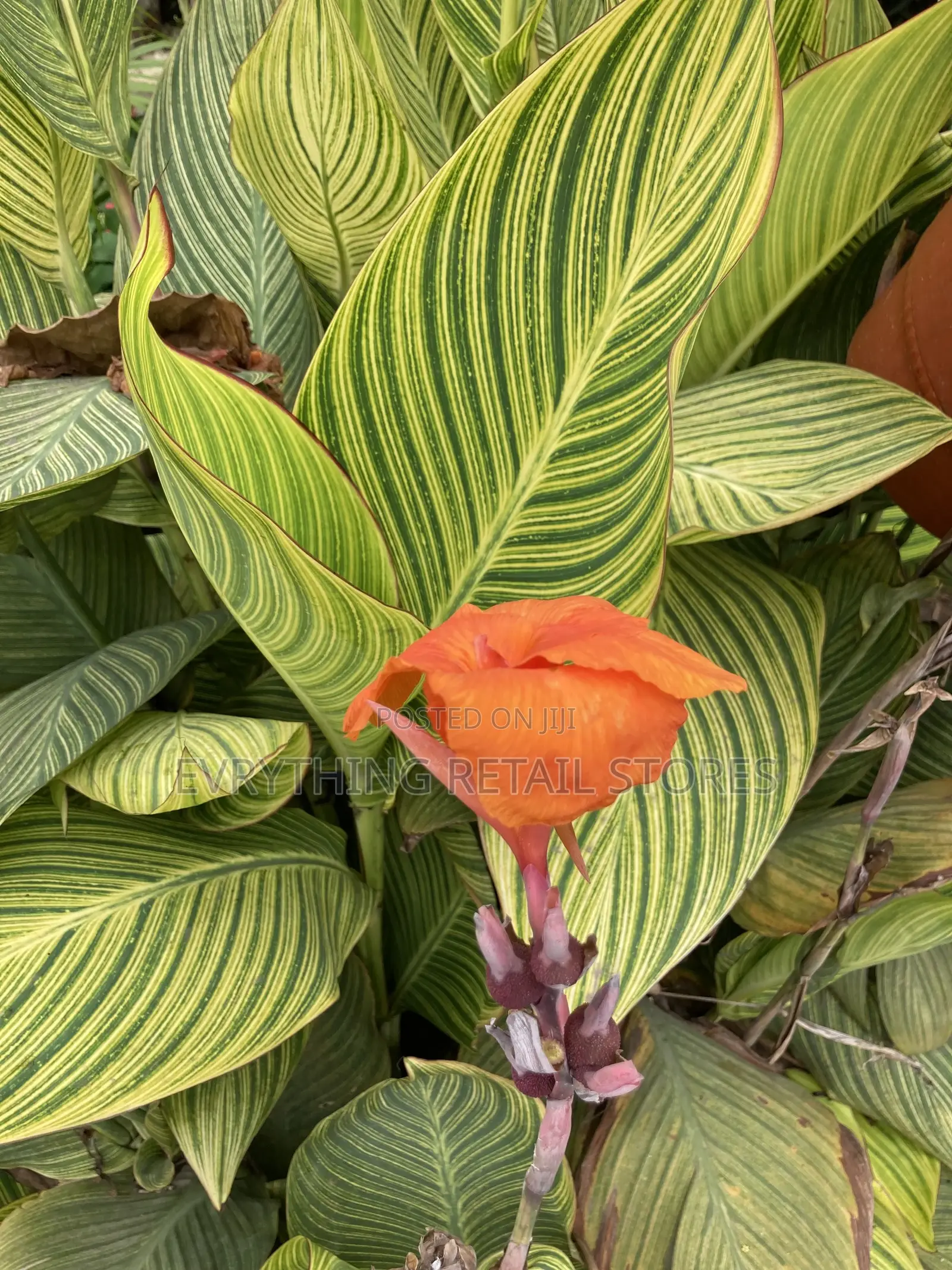 Live Variegated Canna Lily Plant | Tropical Plant in Lagos, Nigeria