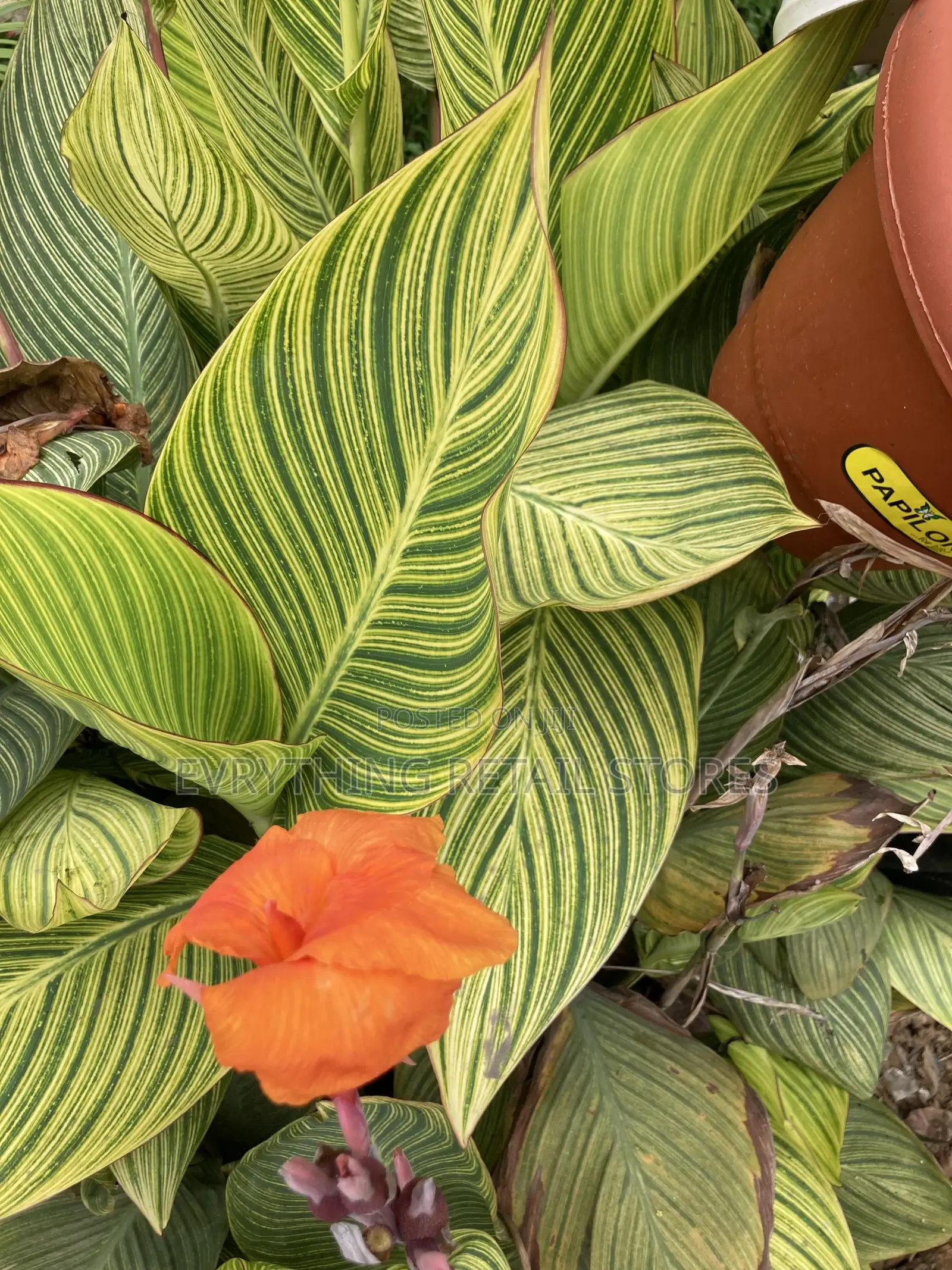 Live Variegated Canna Lily Plant | Tropical Plant in Lagos, Nigeria